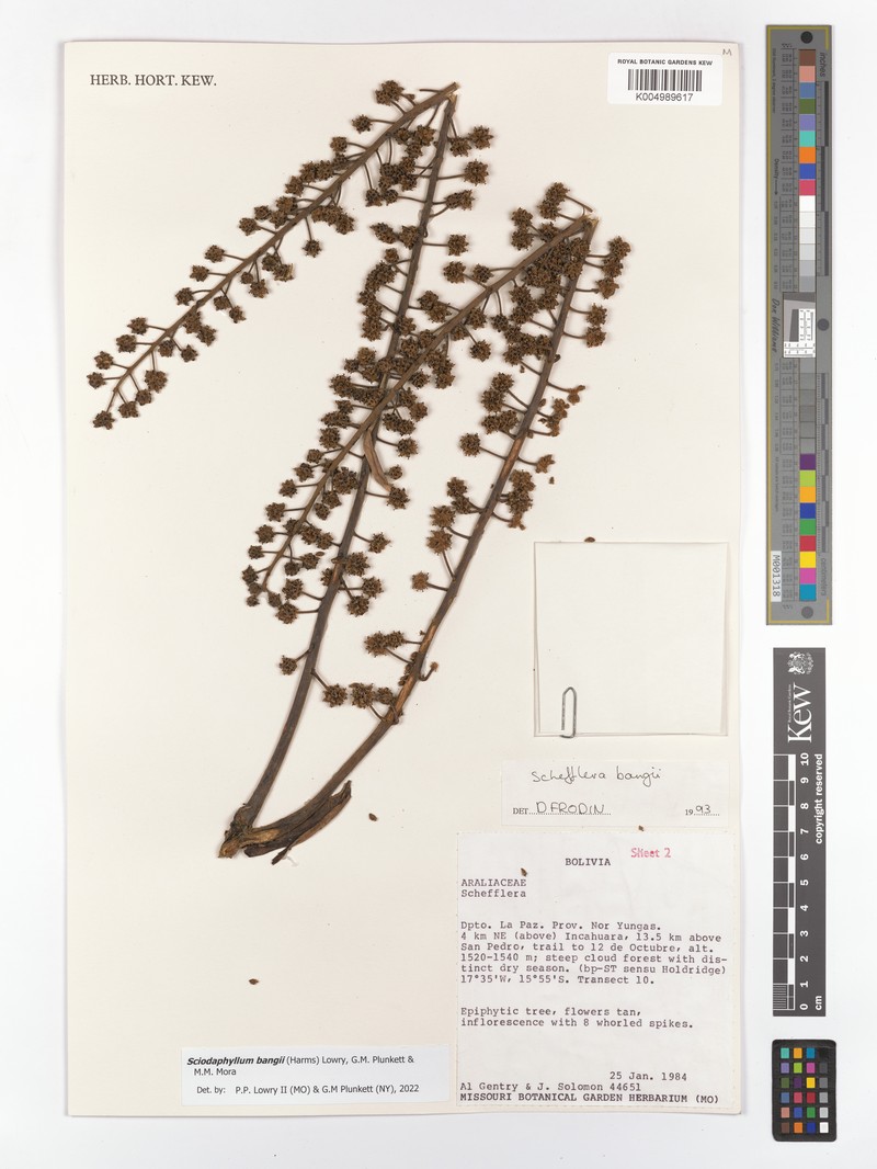 Sciodaphyllum bangii