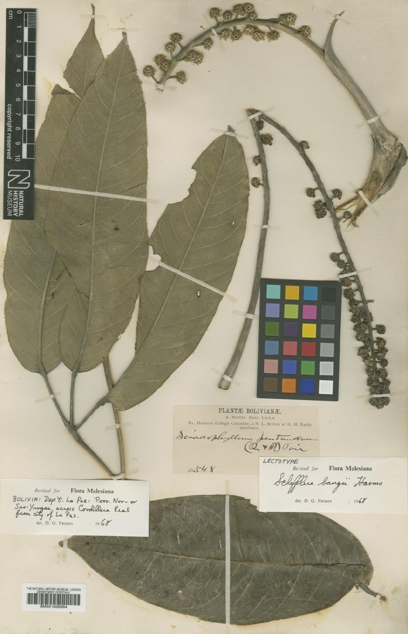Sciodaphyllum bangii photo 3