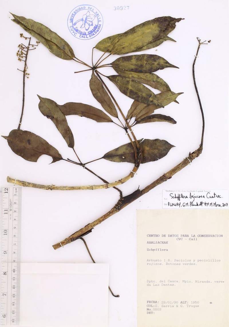 Sciodaphyllum bejucosum