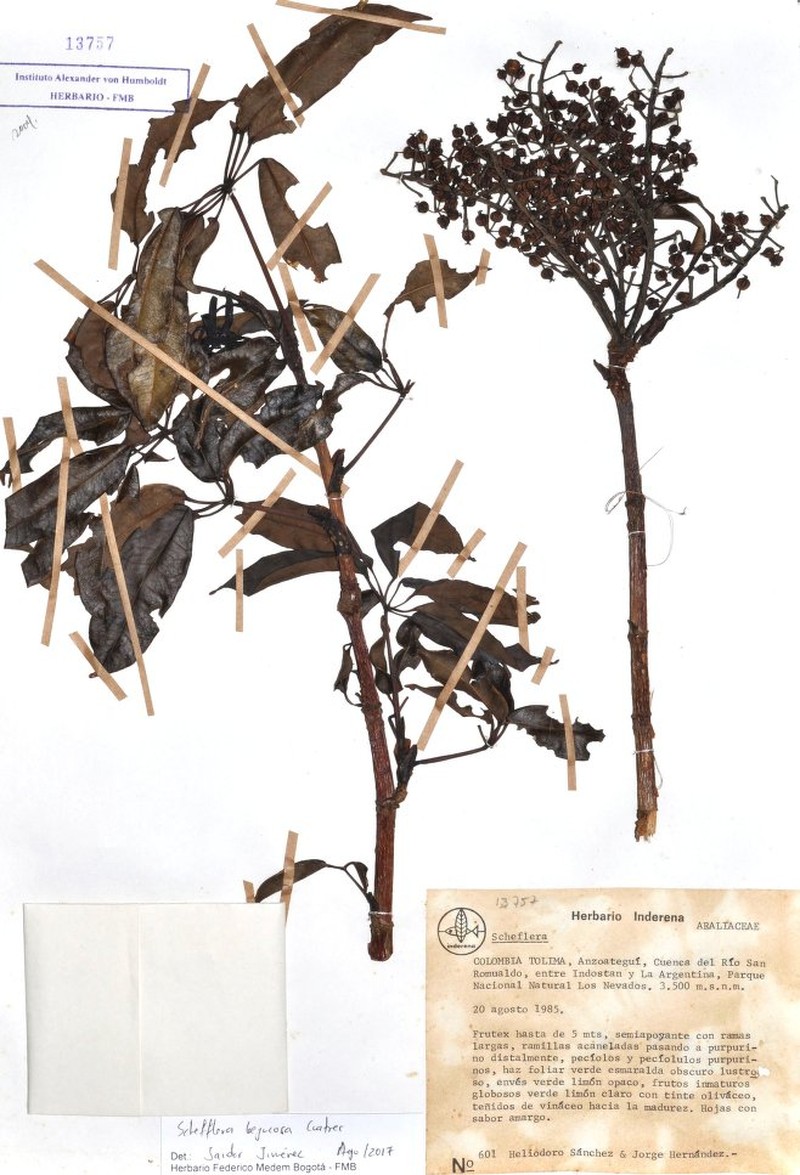 Sciodaphyllum bejucosum photo 2
