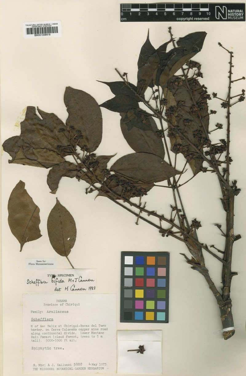 Sciodaphyllum bifidum