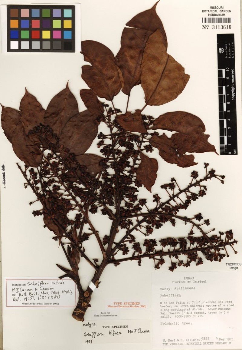 Sciodaphyllum bifidum photo 2