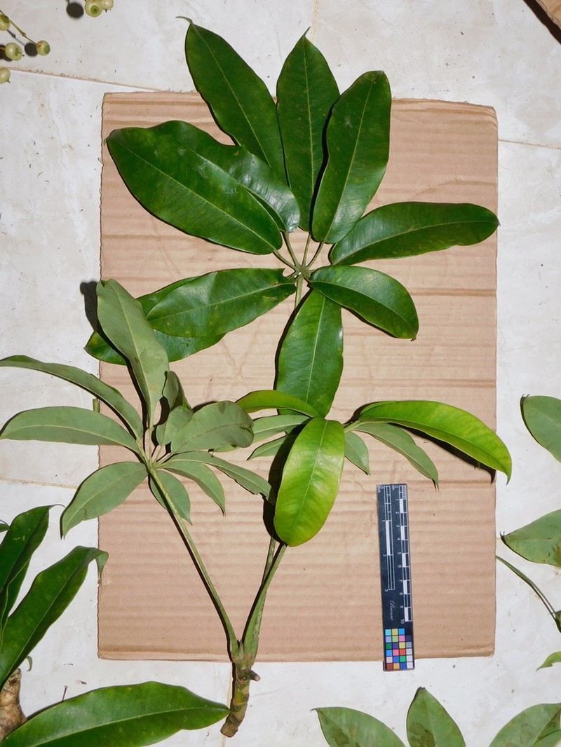 Sciodaphyllum bifurcatum