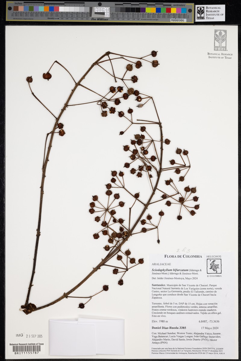 Sciodaphyllum bifurcatum photo 2