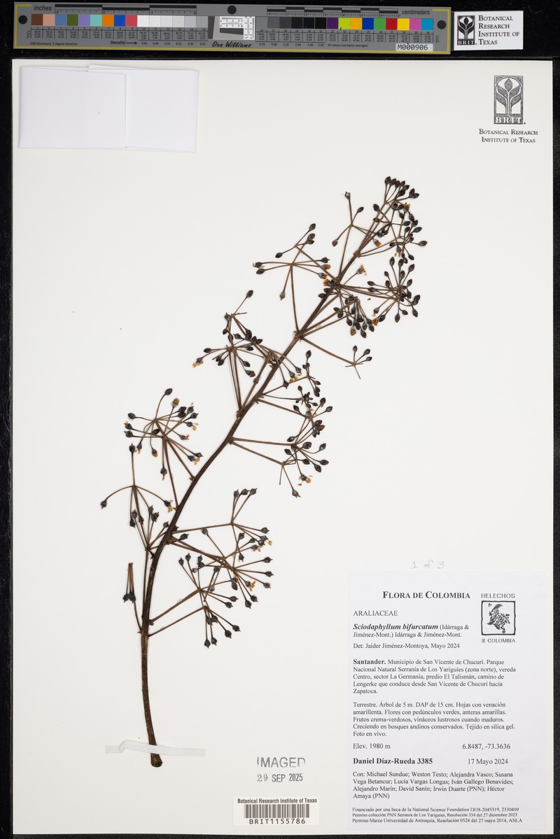 Sciodaphyllum bifurcatum photo 3