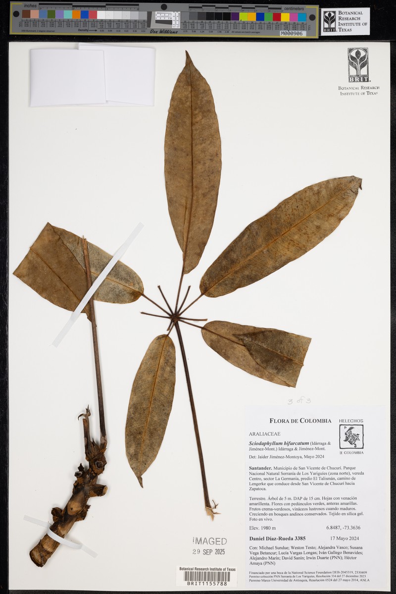 Sciodaphyllum bifurcatum photo 4