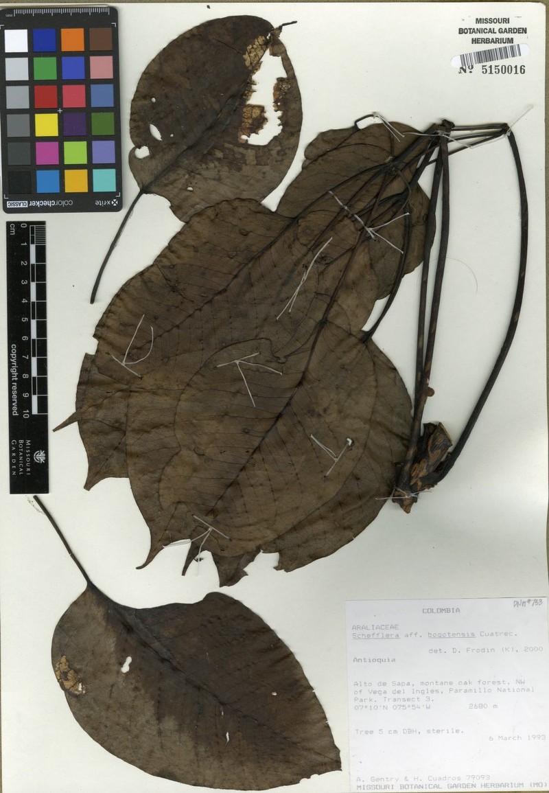 Sciodaphyllum bifurcatum photo 5