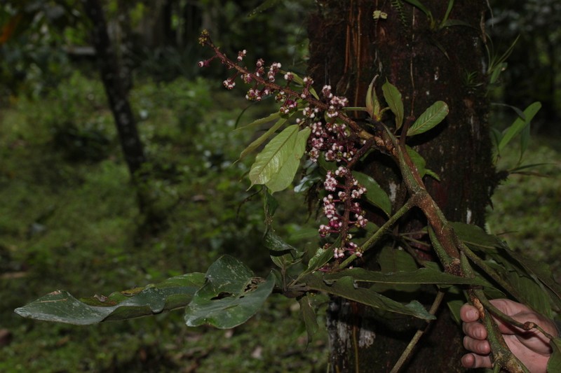 Sciodaphyllum blepharidophyllum