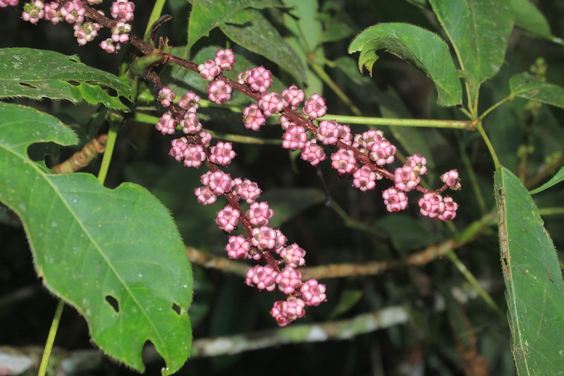 Sciodaphyllum blepharidophyllum photo 3