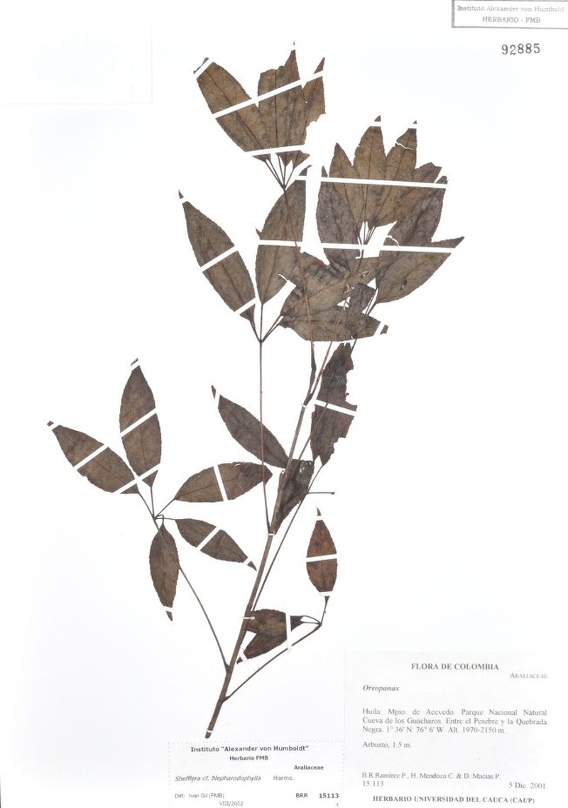 Sciodaphyllum blepharidophyllum photo 4