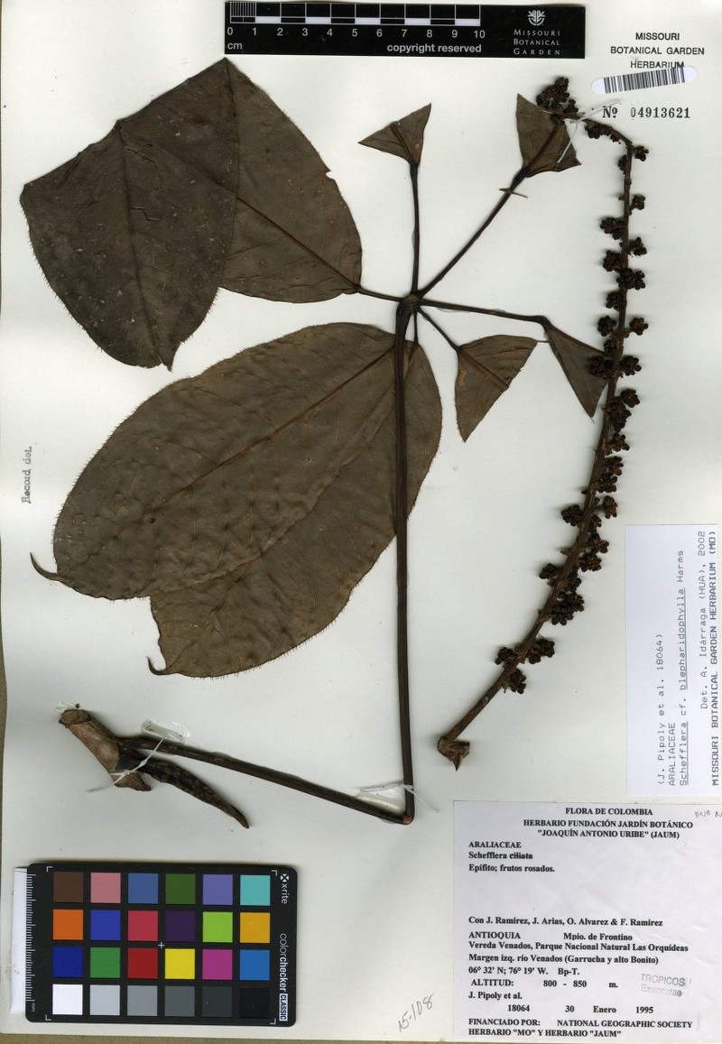Sciodaphyllum blepharidophyllum photo 5