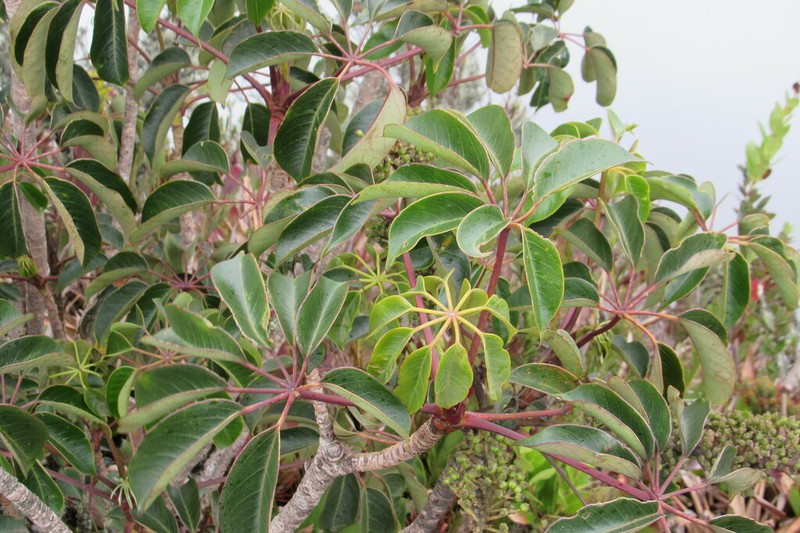 Sciodaphyllum bogotense
