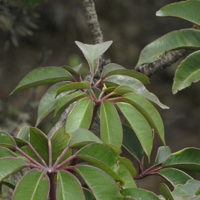 Sciodaphyllum bogotense photo 2