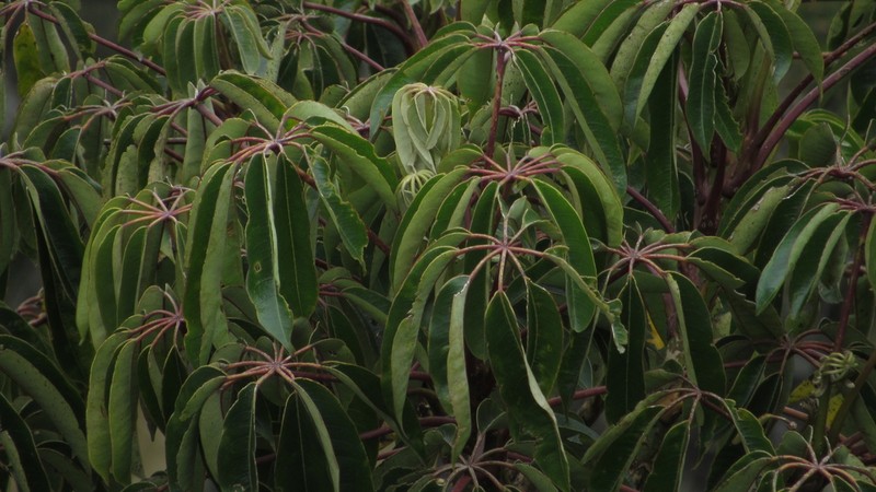 Sciodaphyllum bogotense photo 4