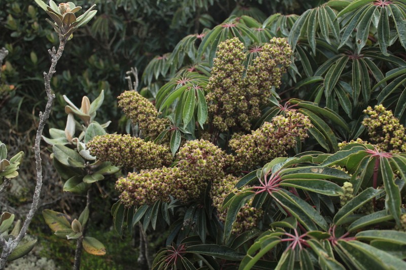 Sciodaphyllum bogotense photo 5
