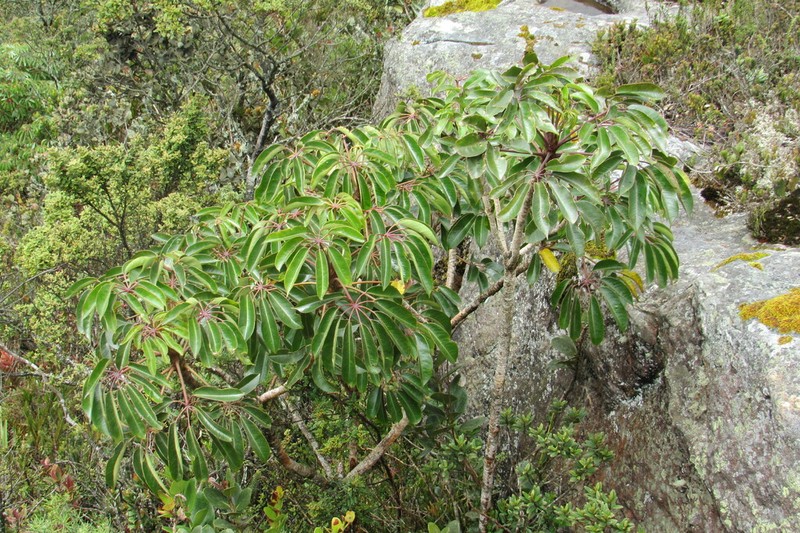 Sciodaphyllum bogotense photo 6