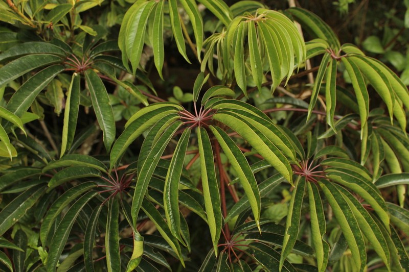 Sciodaphyllum bogotense photo 7