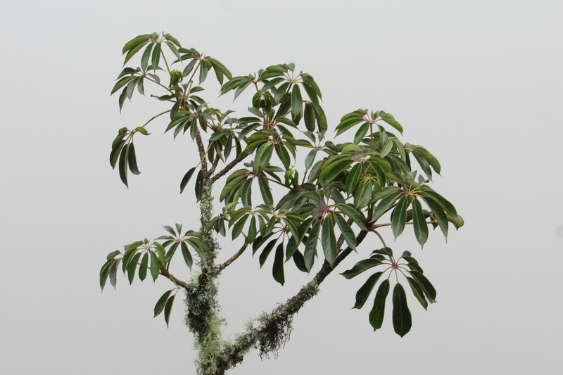 Sciodaphyllum bogotense photo 8