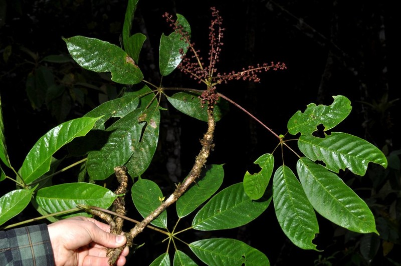 Sciodaphyllum breviramum