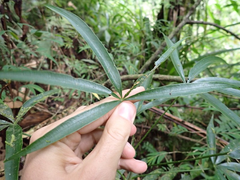 Sciodaphyllum buchtienii