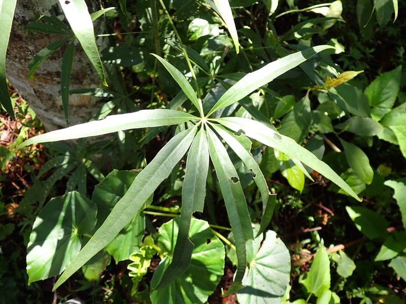 Sciodaphyllum buchtienii photo 2