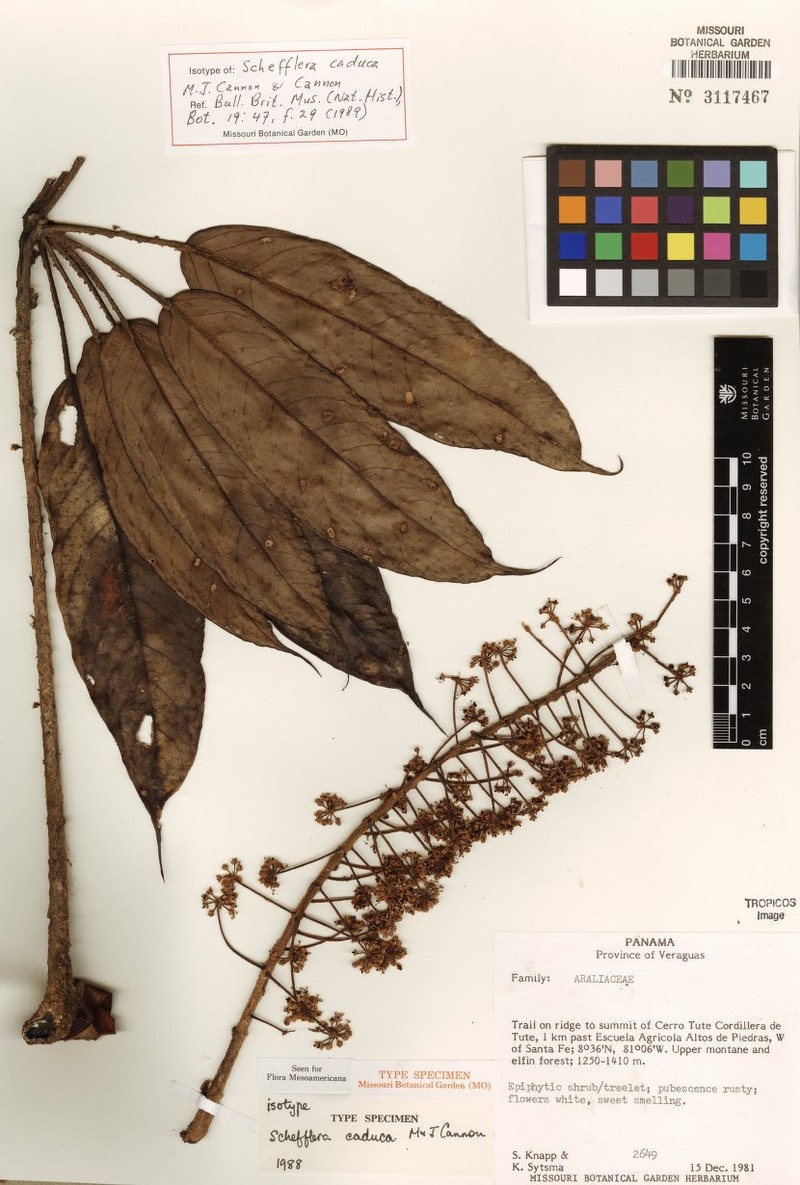 Sciodaphyllum caducum