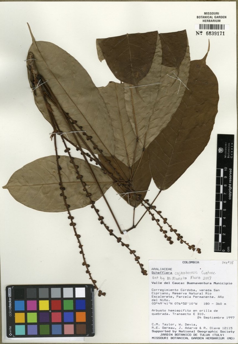 Sciodaphyllum cajambrense