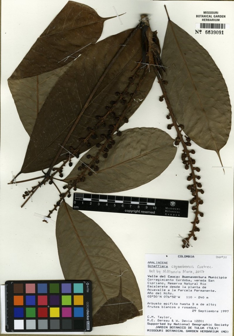 Sciodaphyllum cajambrense photo 2