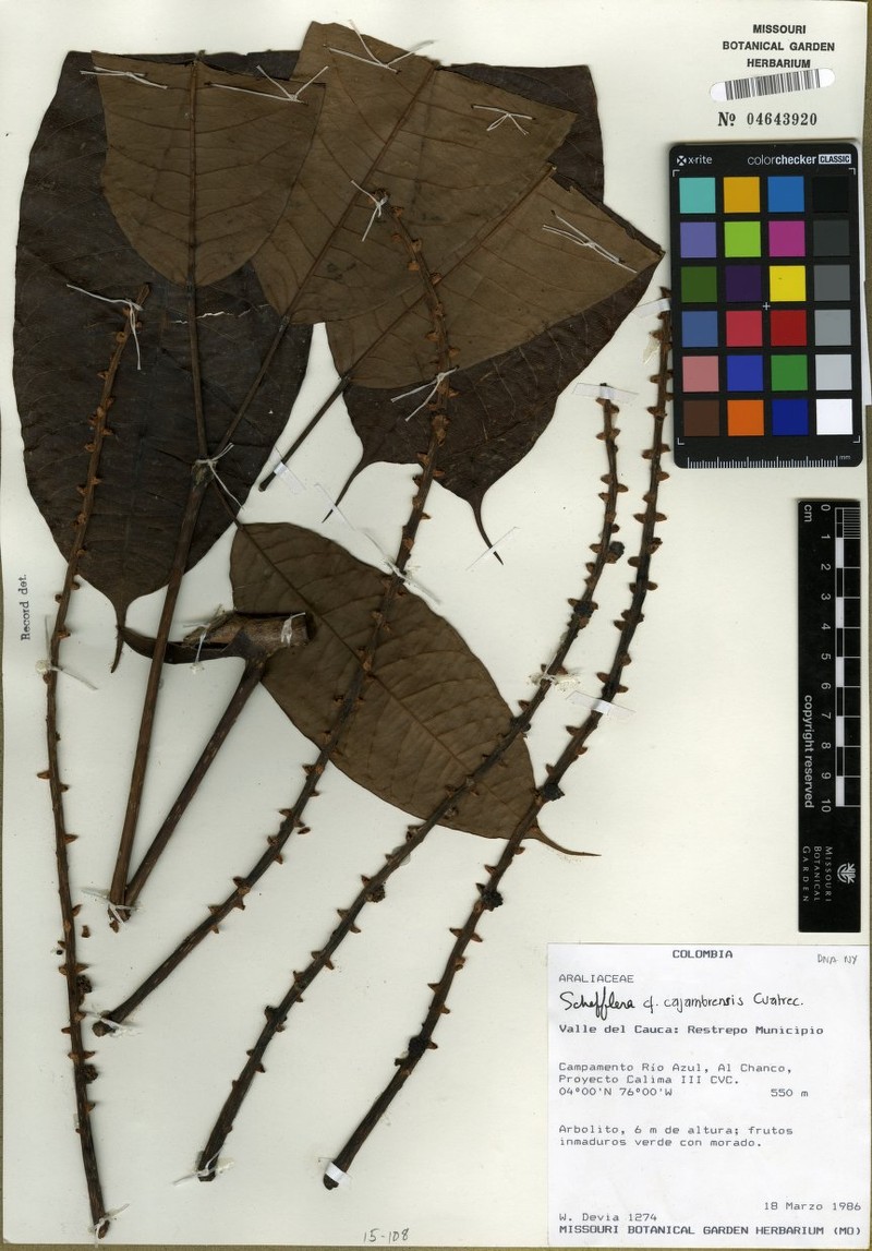 Sciodaphyllum cajambrense photo 3