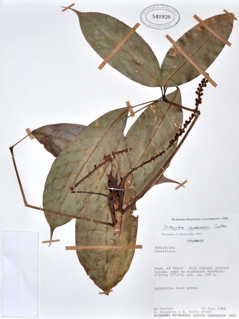 Sciodaphyllum cajambrense photo 4