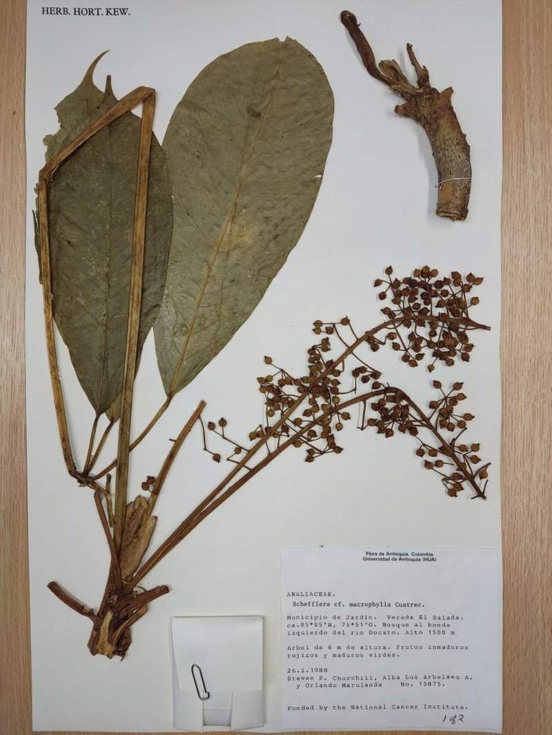Sciodaphyllum calyptricuspidatum
