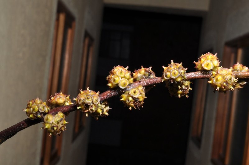 Sciodaphyllum capitulispicatum