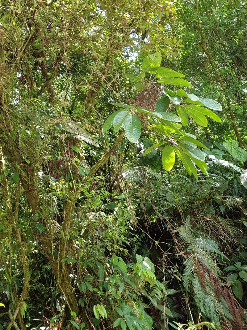 Sciodaphyllum cartagoense