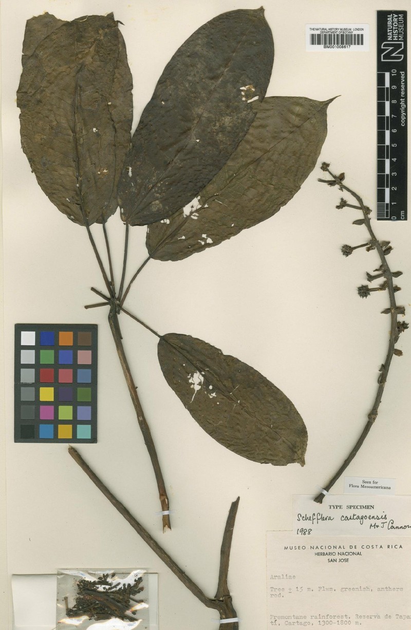 Sciodaphyllum cartagoense photo 2