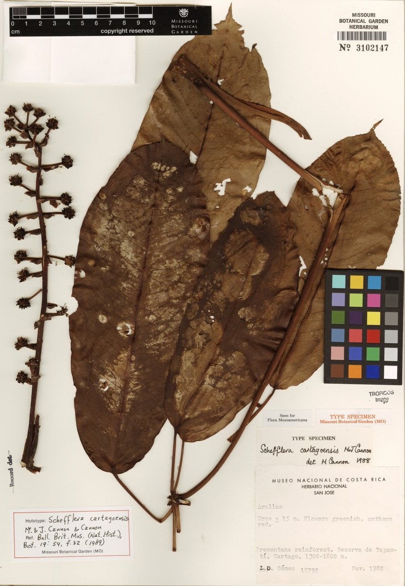 Sciodaphyllum cartagoense photo 3