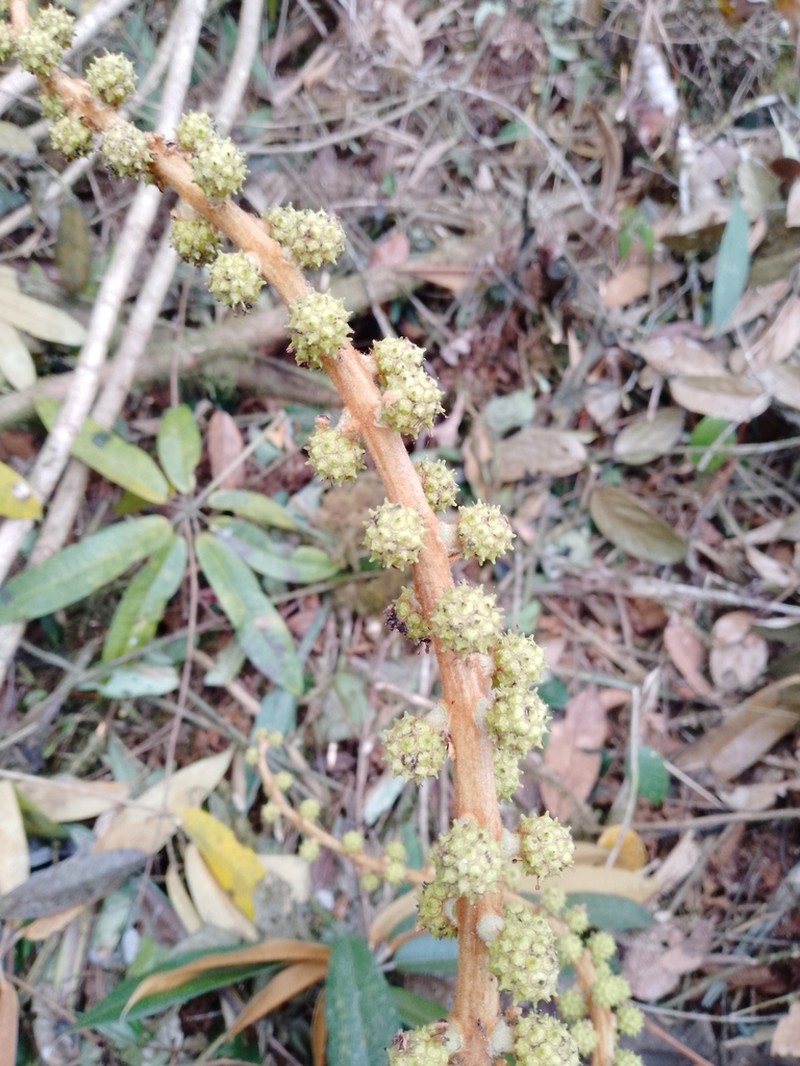 Sciodaphyllum chococola