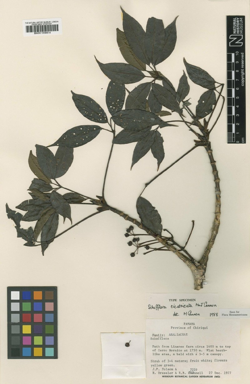 Sciodaphyllum cicatricatum