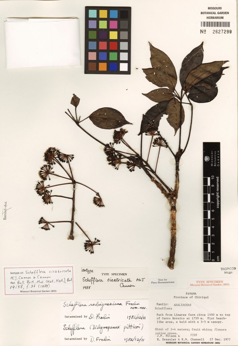 Sciodaphyllum cicatricatum photo 2