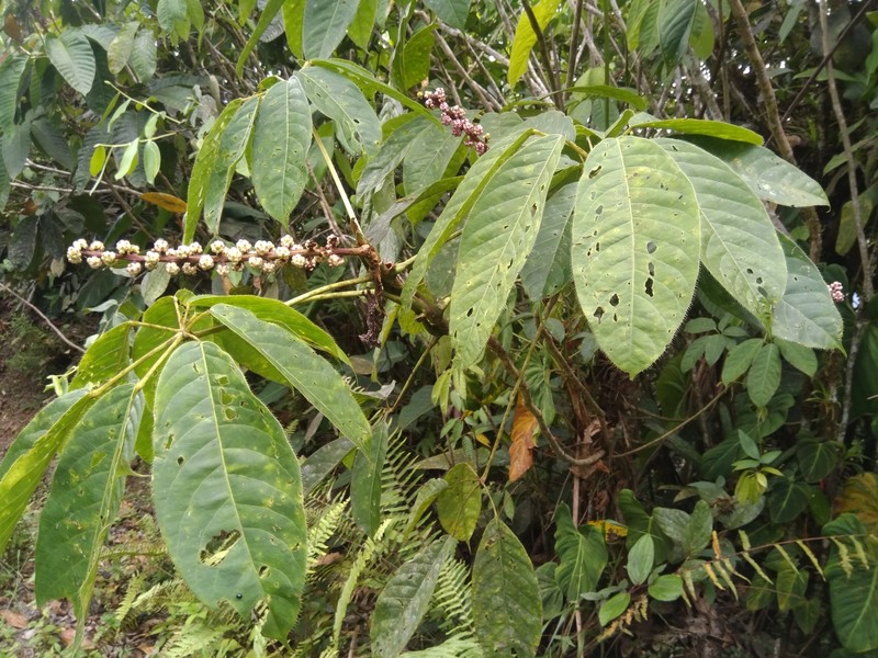 Sciodaphyllum ciliatum photo 2