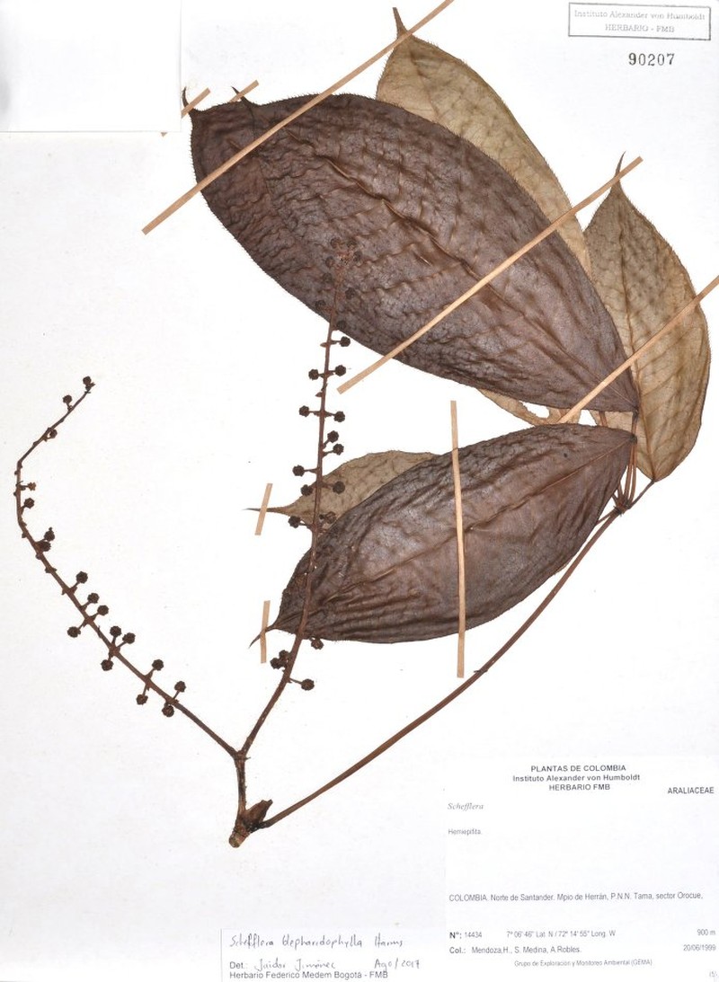 Sciodaphyllum ciliatum photo 3