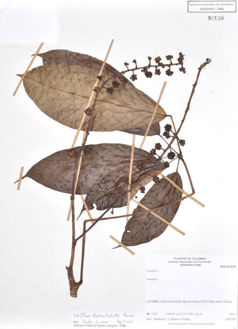 Sciodaphyllum ciliatum photo 4