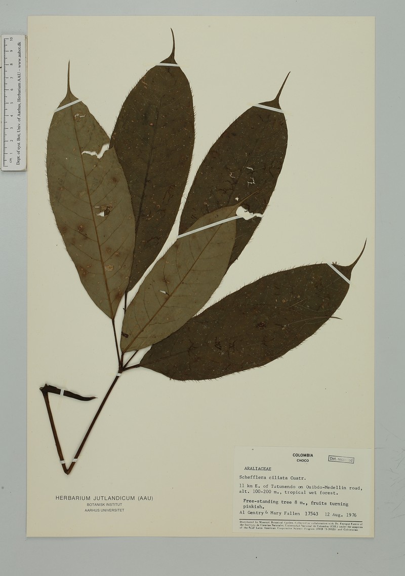 Sciodaphyllum ciliatum photo 5