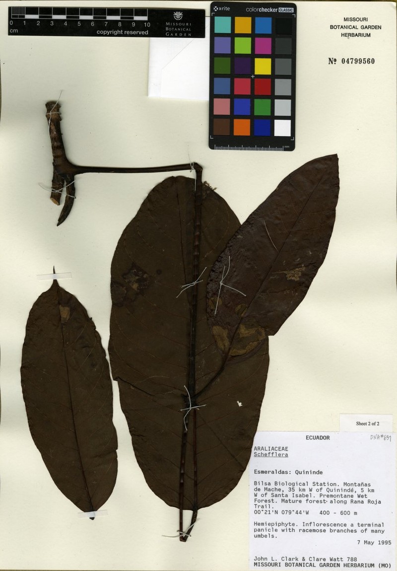 Sciodaphyllum clausum