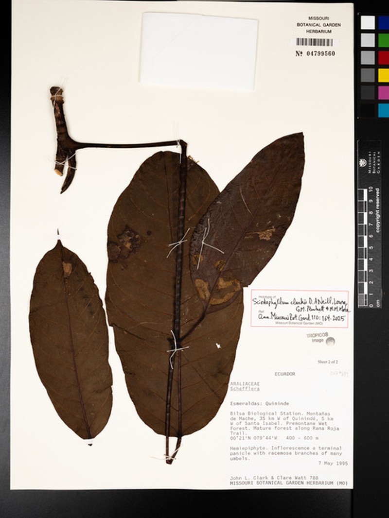Sciodaphyllum clausum photo 2