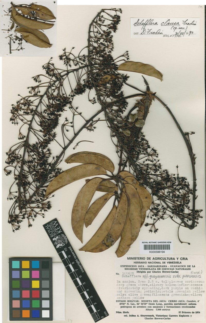 Sciodaphyllum clausum photo 3