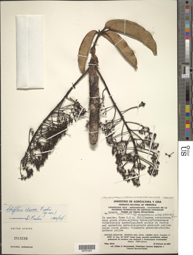 Sciodaphyllum clausum photo 4