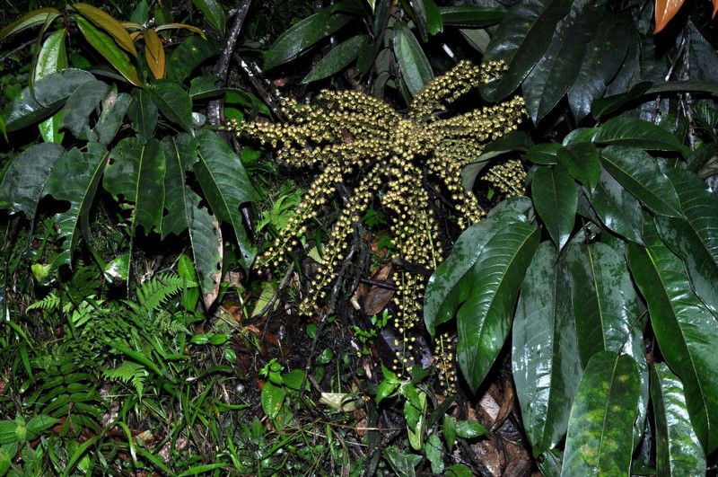 Sciodaphyllum coclense