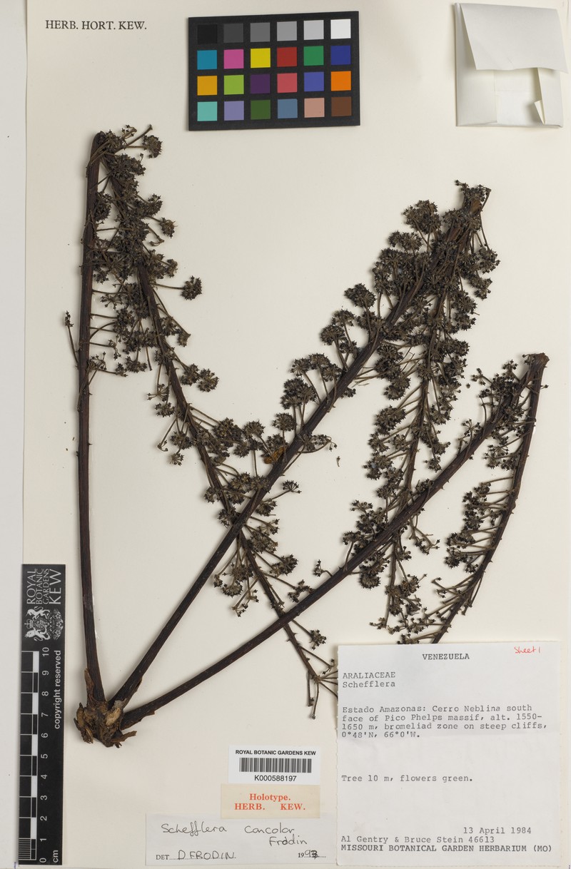 Sciodaphyllum concolor