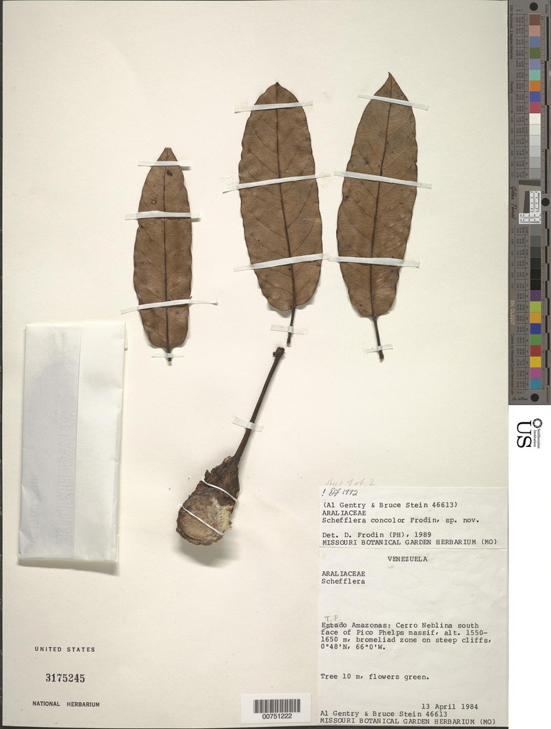 Sciodaphyllum concolor photo 3