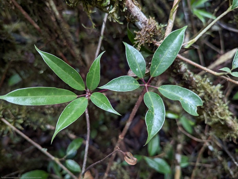 Sciodaphyllum connatum